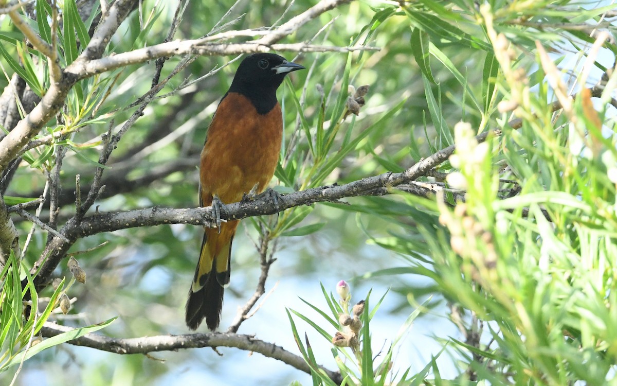 Orchard Oriole - ML638305832