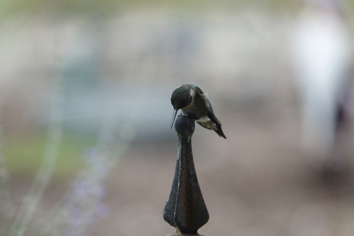 Ruby-throated Hummingbird - ML638305834