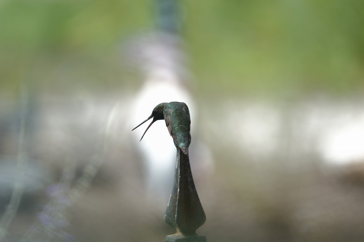Ruby-throated Hummingbird - ML638305835