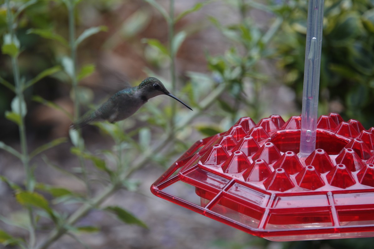 Ruby-throated Hummingbird - ML638305836