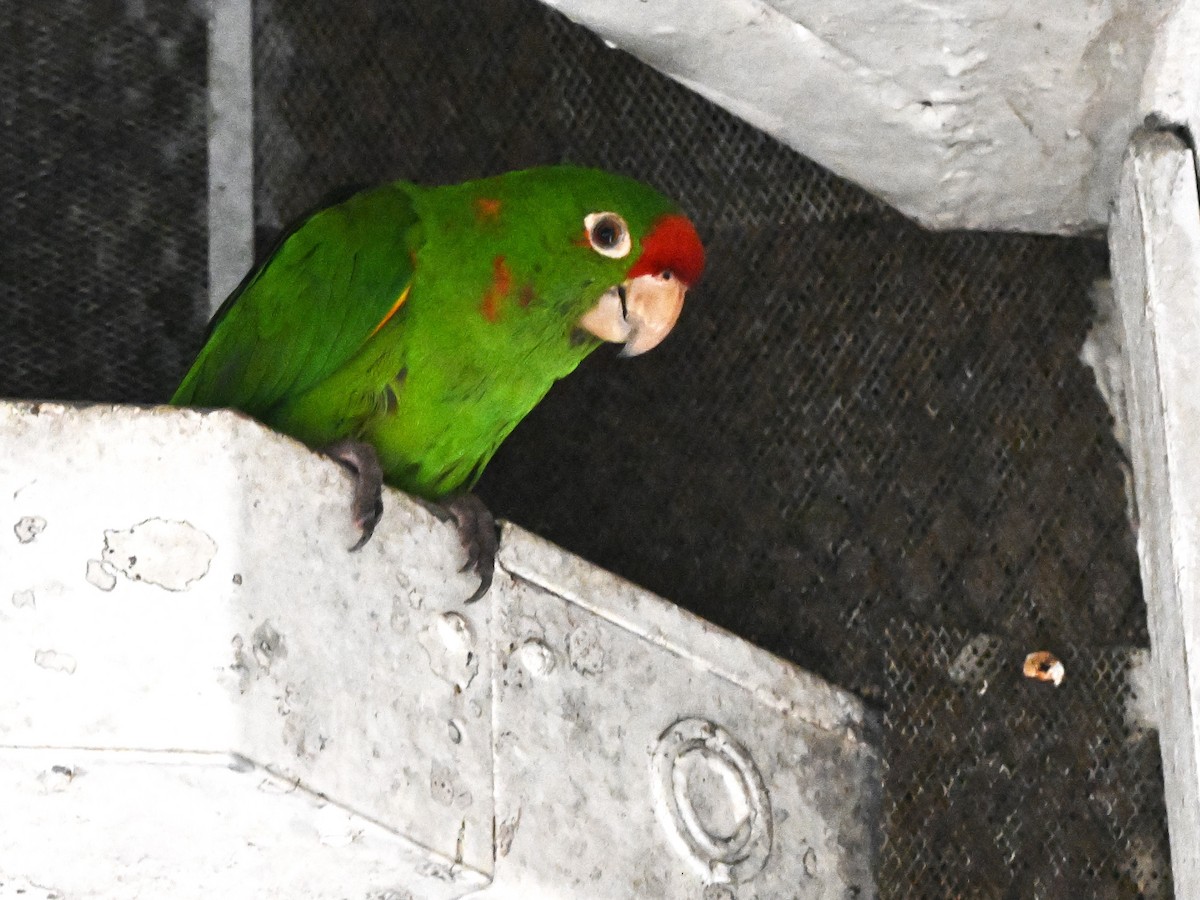 Crimson-fronted Parakeet - ML638305837