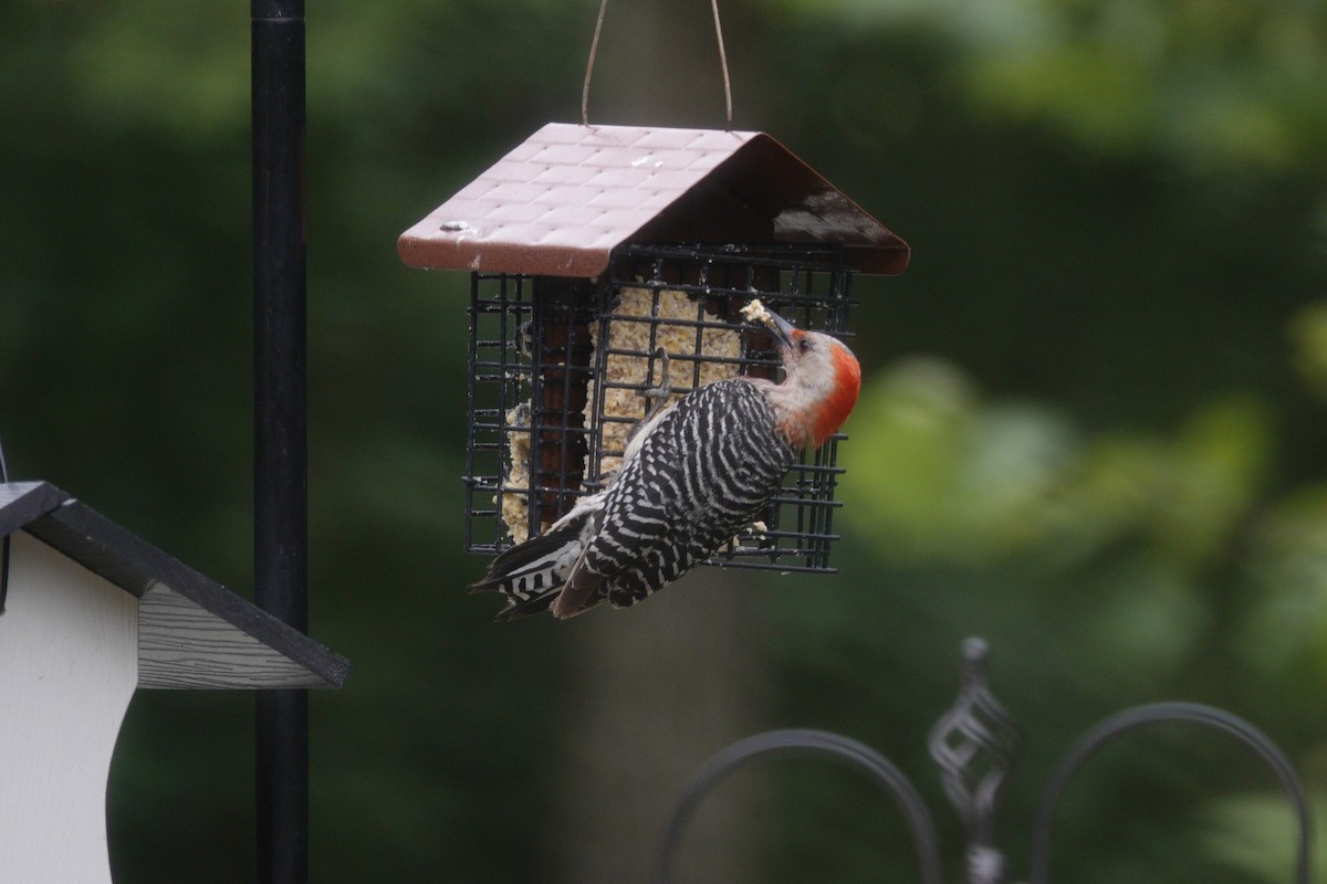 Red-bellied Woodpecker - ML638305841