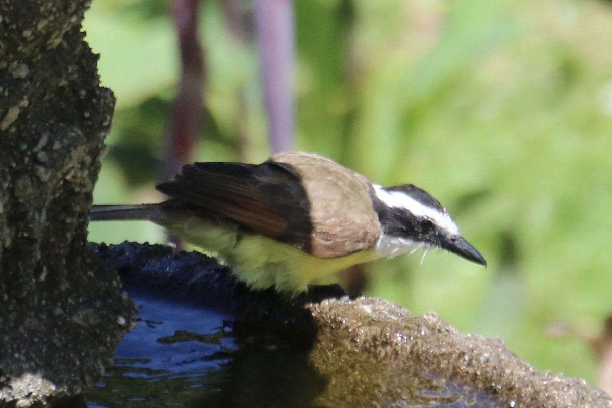 Great Kiskadee - ML638305845