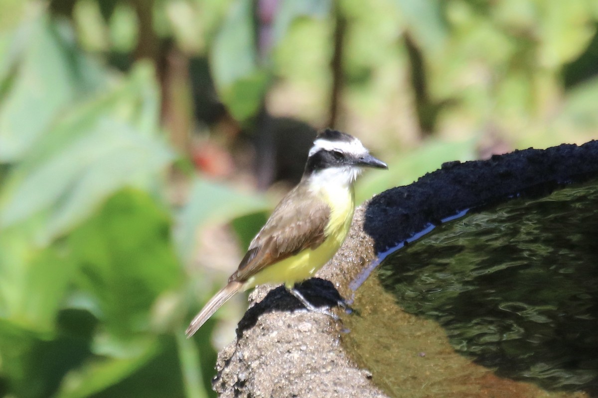 Great Kiskadee - ML638305847