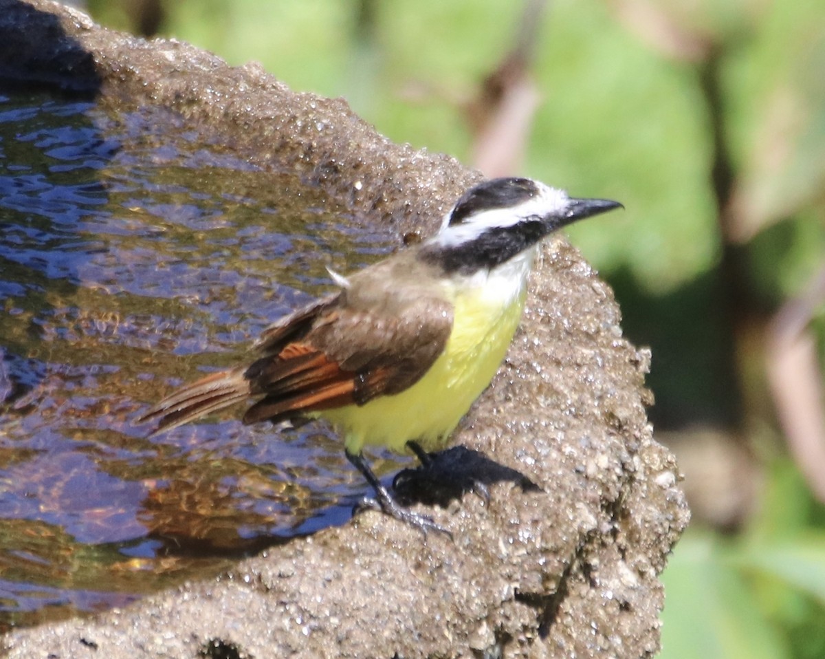 Great Kiskadee - ML638305849