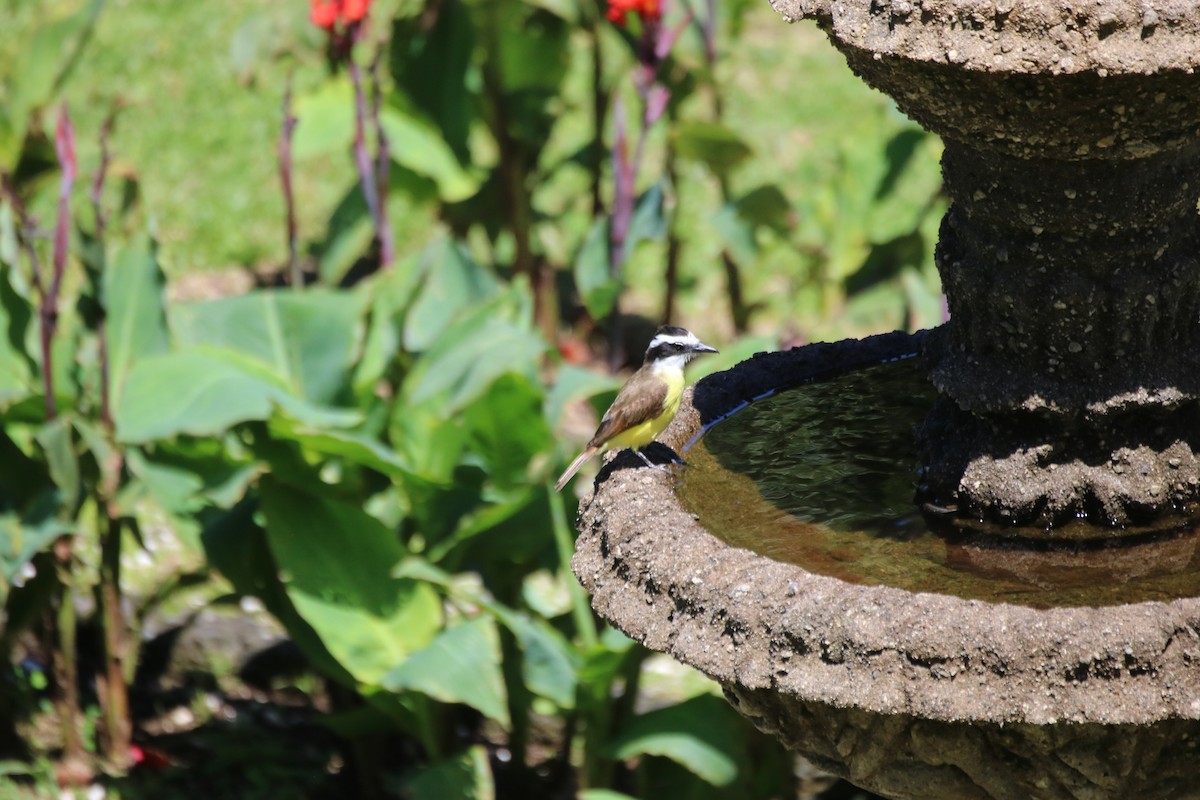 Great Kiskadee - ML638305854