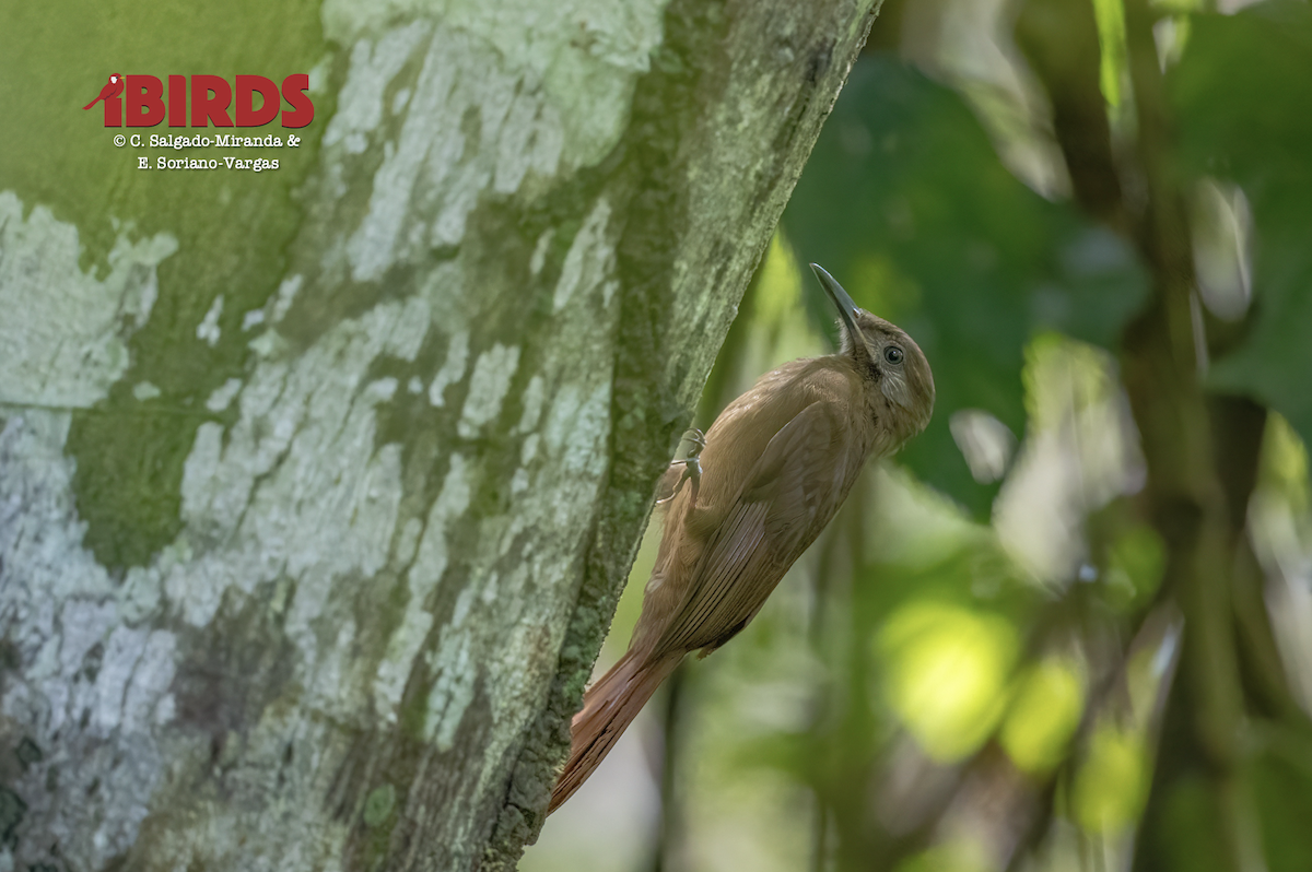 Plain-brown Woodcreeper - ML638305857