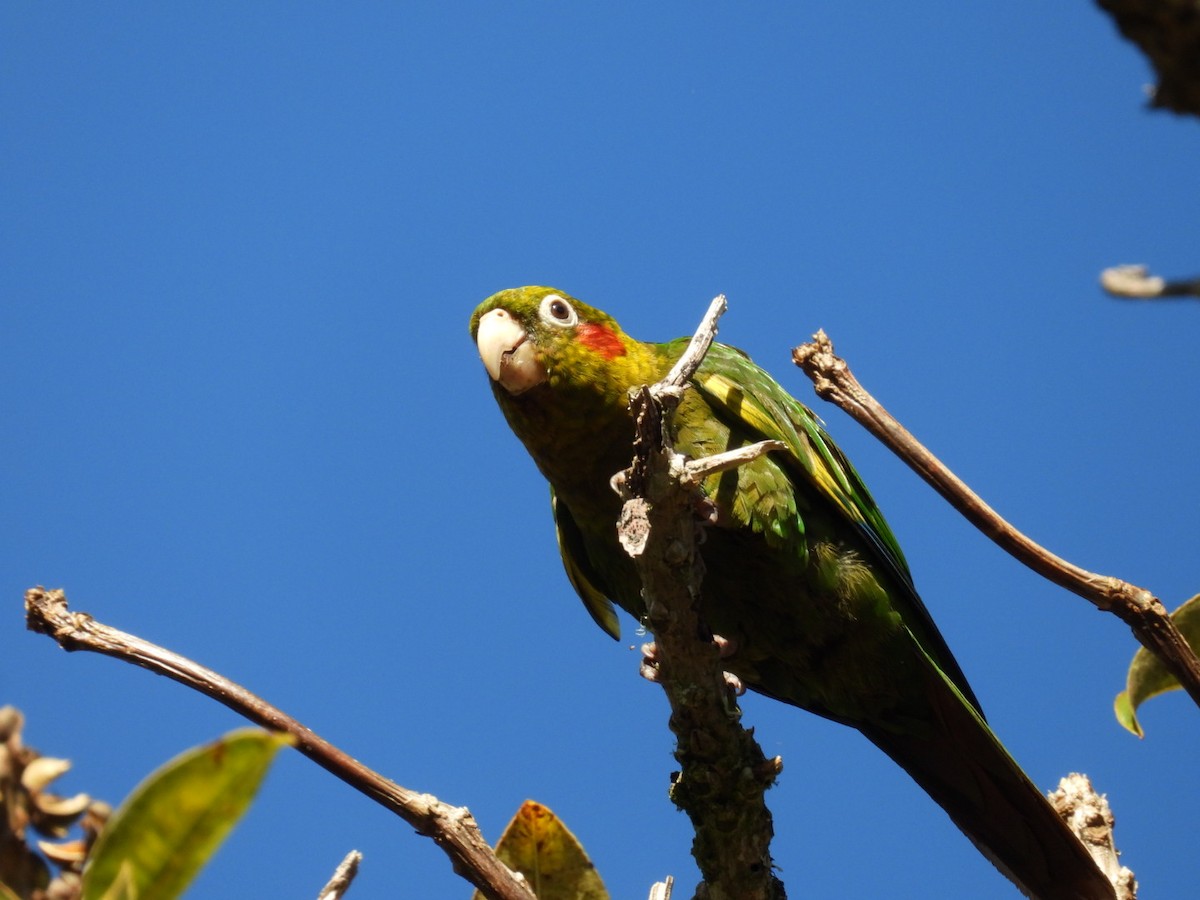 Sulphur-winged Parakeet - ML638305870