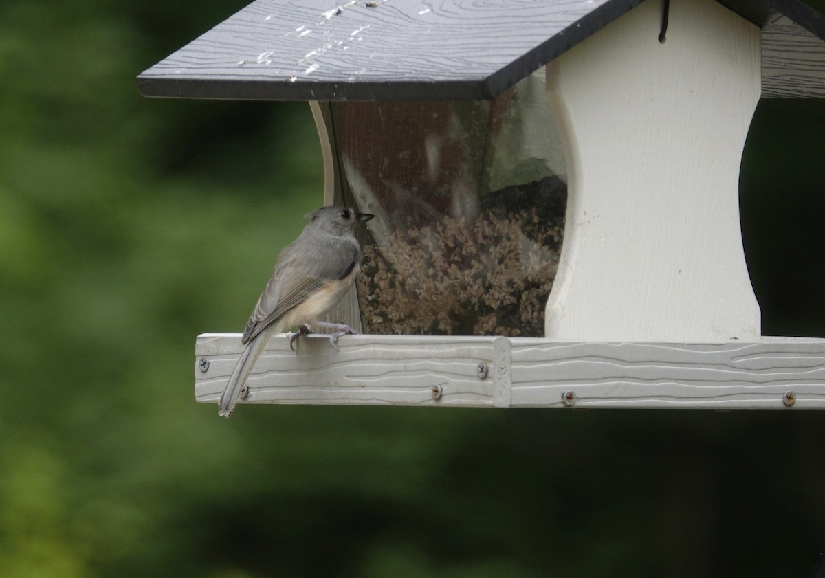 Tufted Titmouse - ML638305871