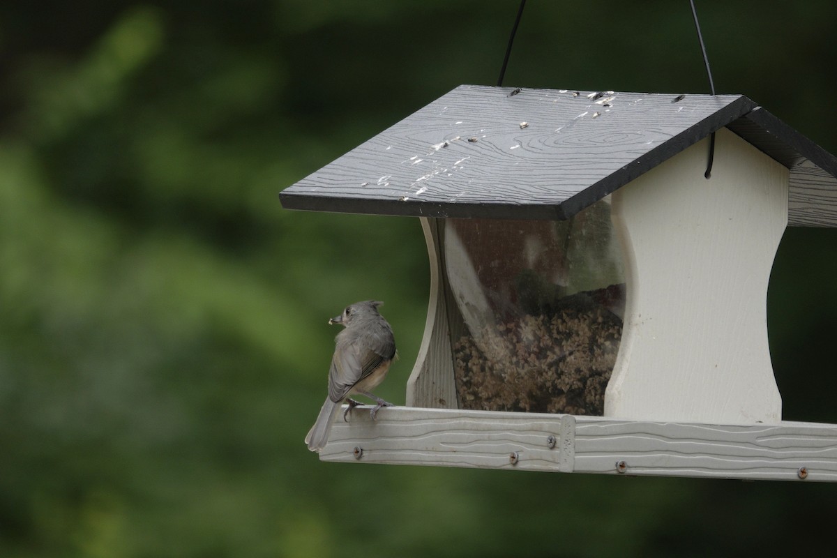Tufted Titmouse - ML638305872