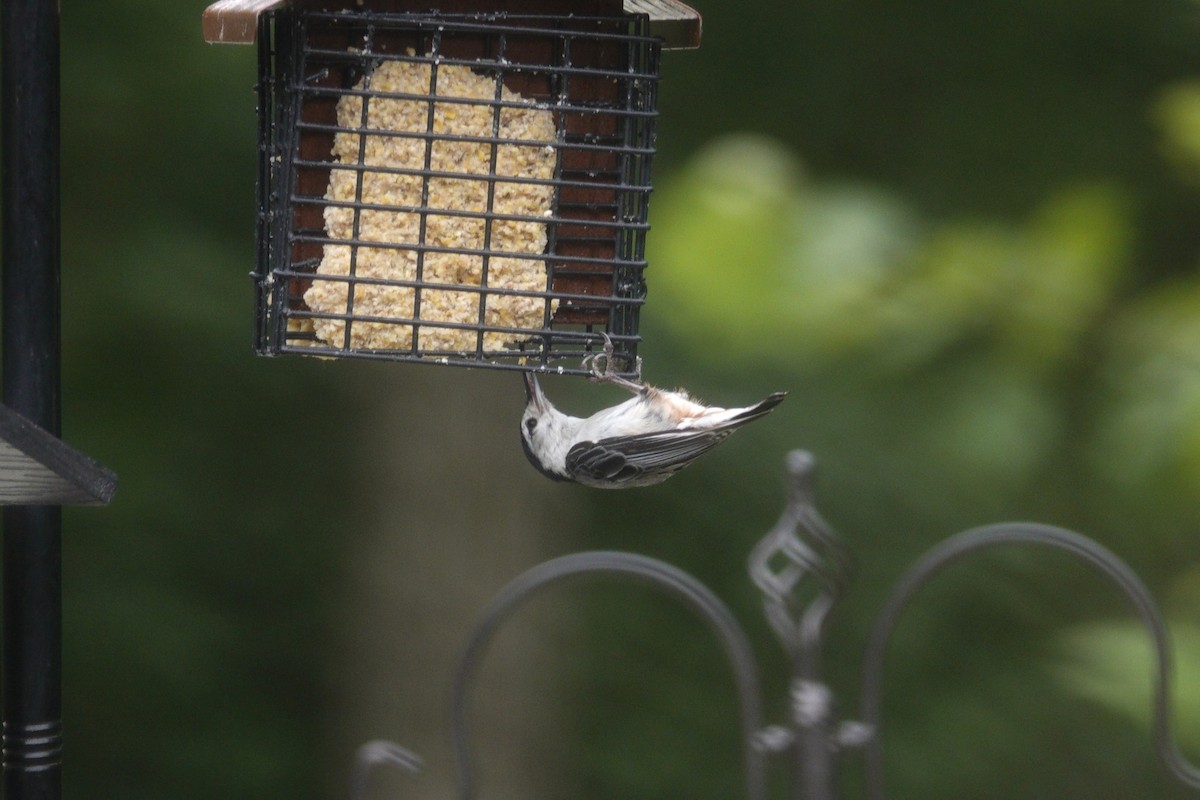 White-breasted Nuthatch - ML638305875