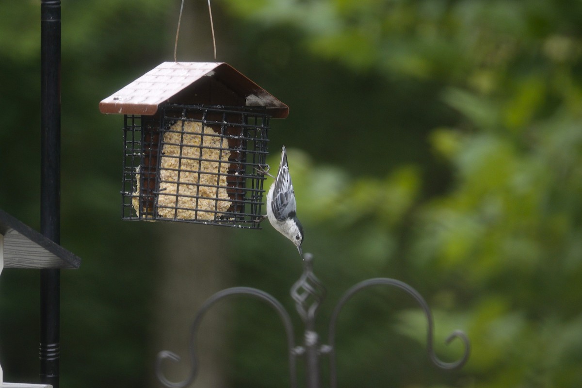 White-breasted Nuthatch - ML638305877