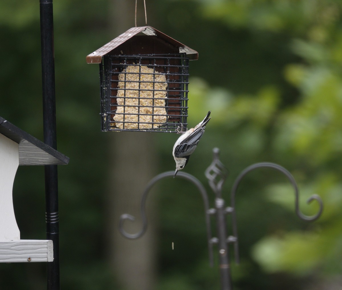 White-breasted Nuthatch - ML638305879