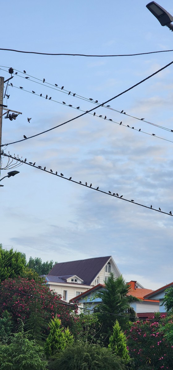 European Starling - ML638305881