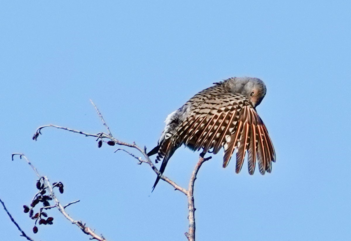 Northern Flicker - ML638305883
