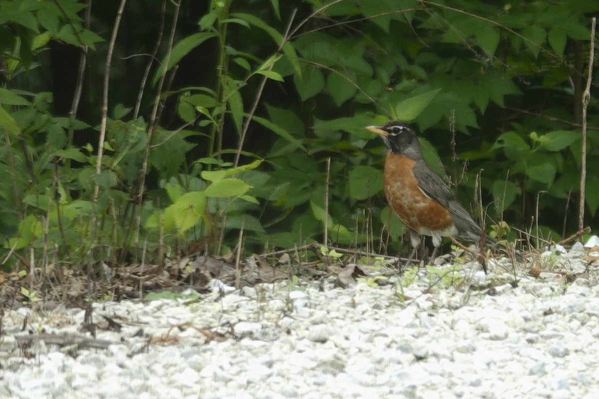 American Robin - ML638305886