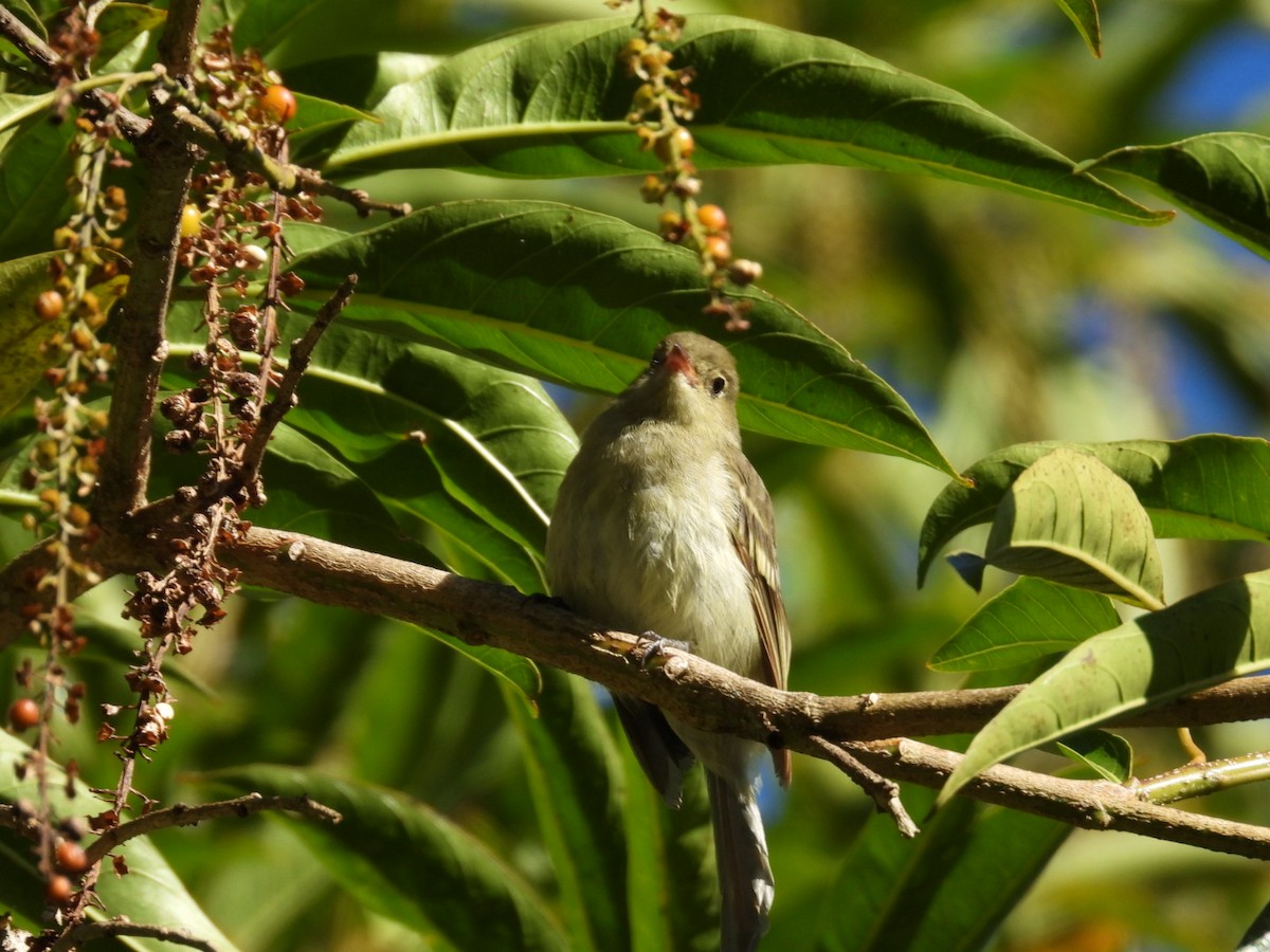 Mountain Elaenia - ML638305890