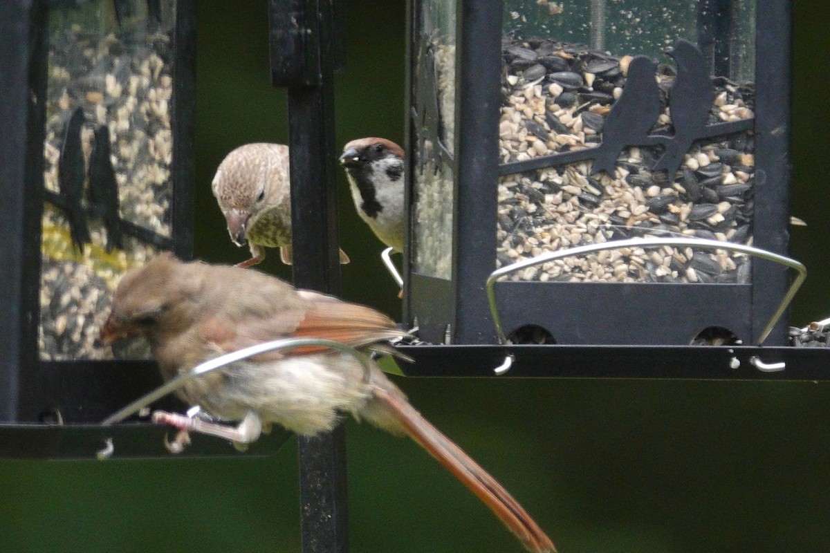 Eurasian Tree Sparrow - ML638305891