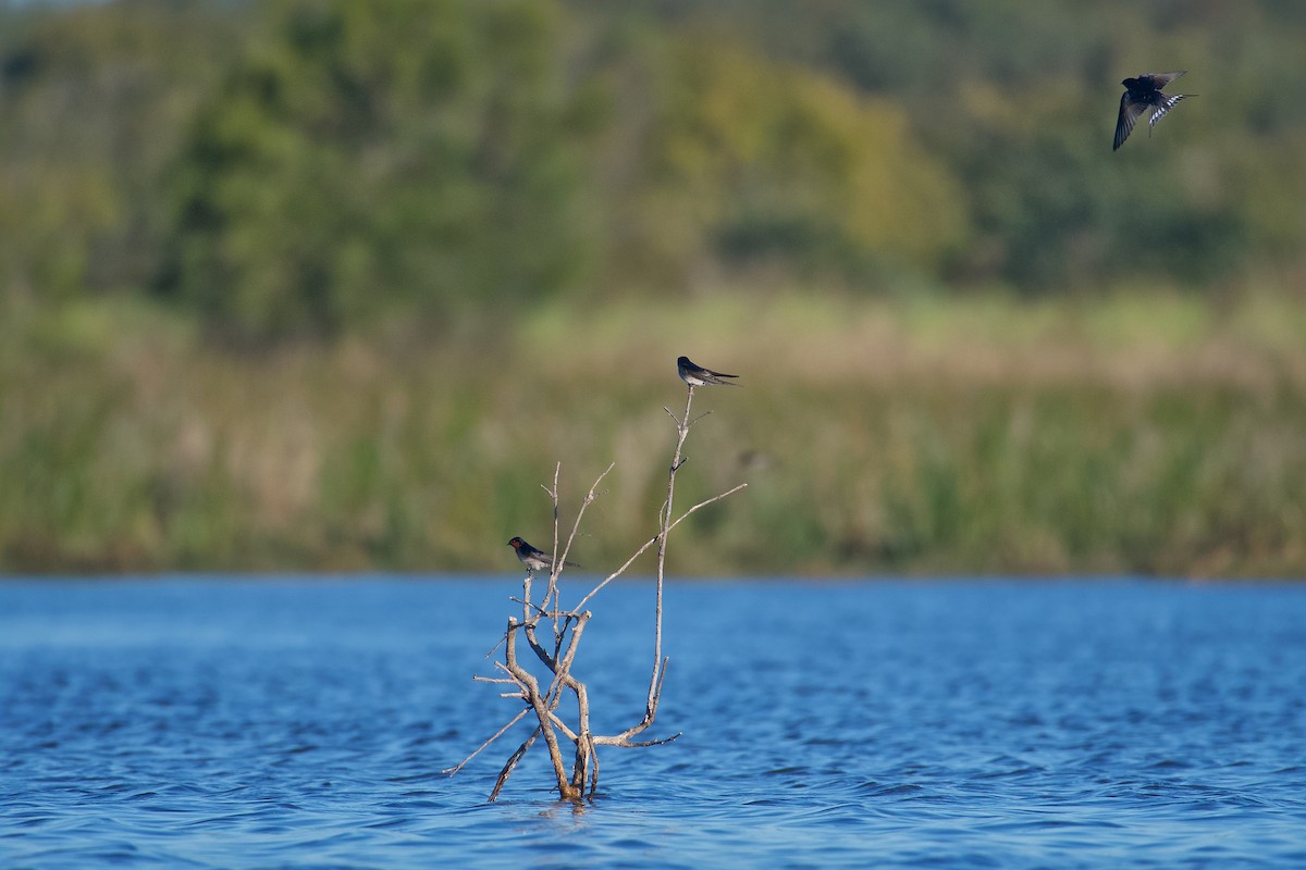 Welcome Swallow - ML638305892