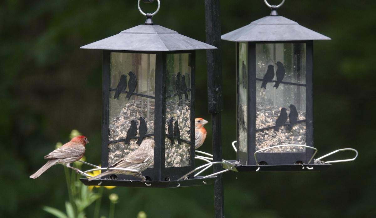 House Finch - ML638305895