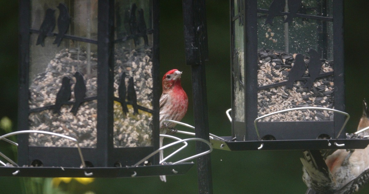 House Finch - ML638305896