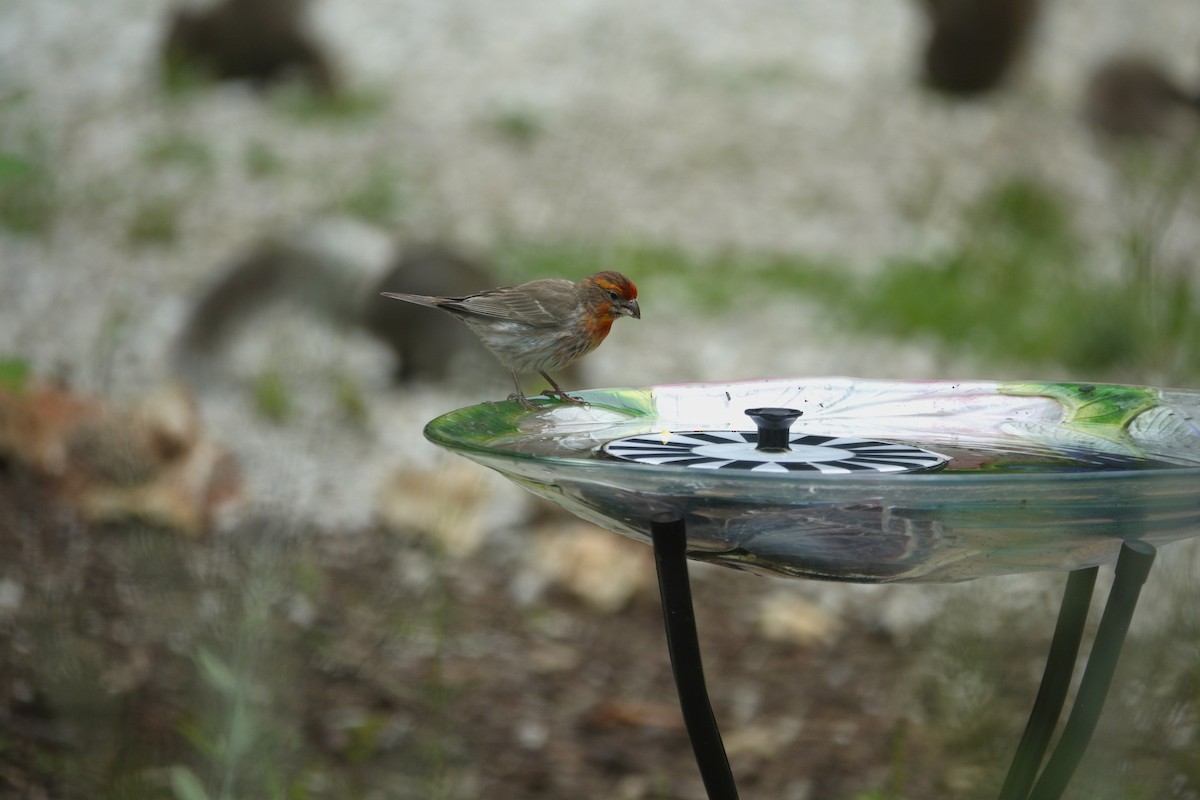 House Finch - ML638305897