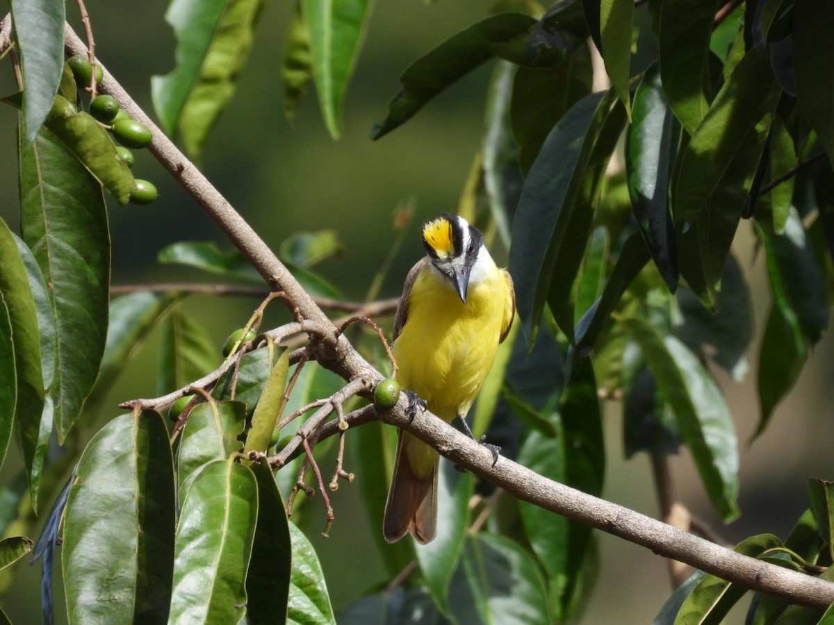 Great Kiskadee - ML638305901