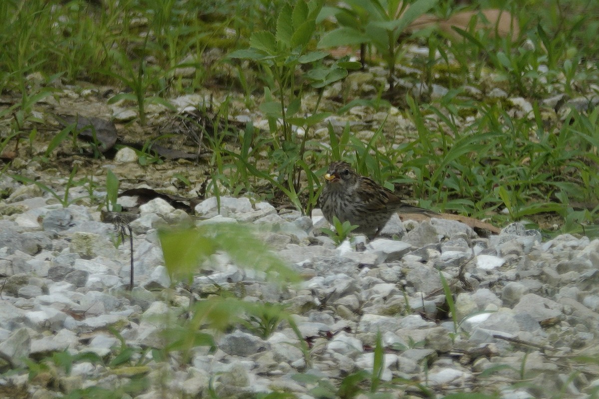 Chipping Sparrow - ML638305905