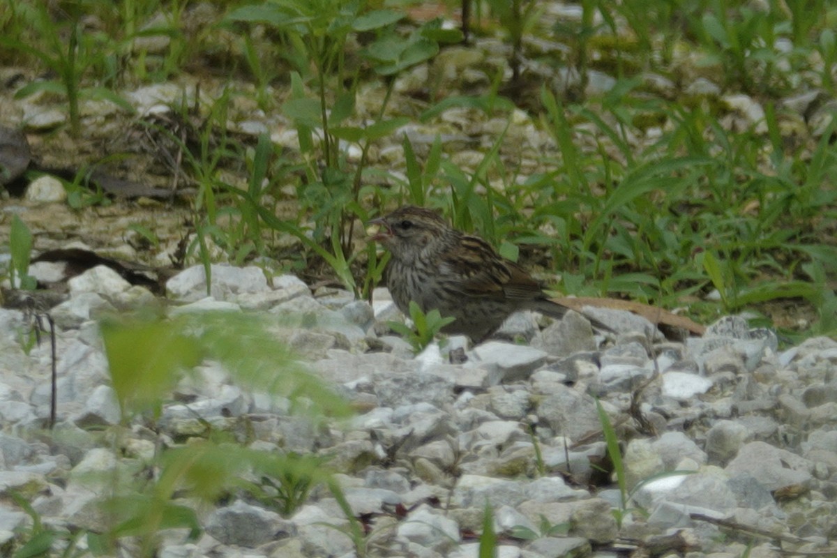 Chipping Sparrow - ML638305906