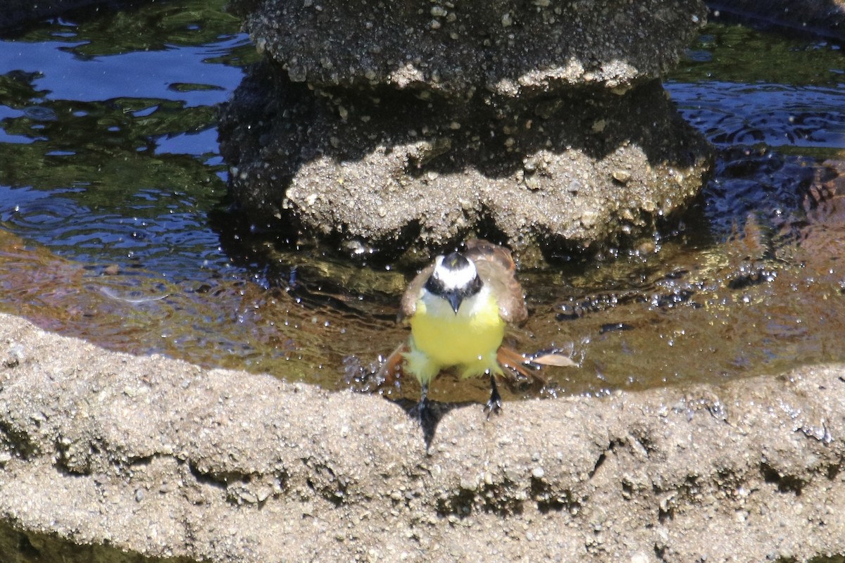 Great Kiskadee - ML638305907