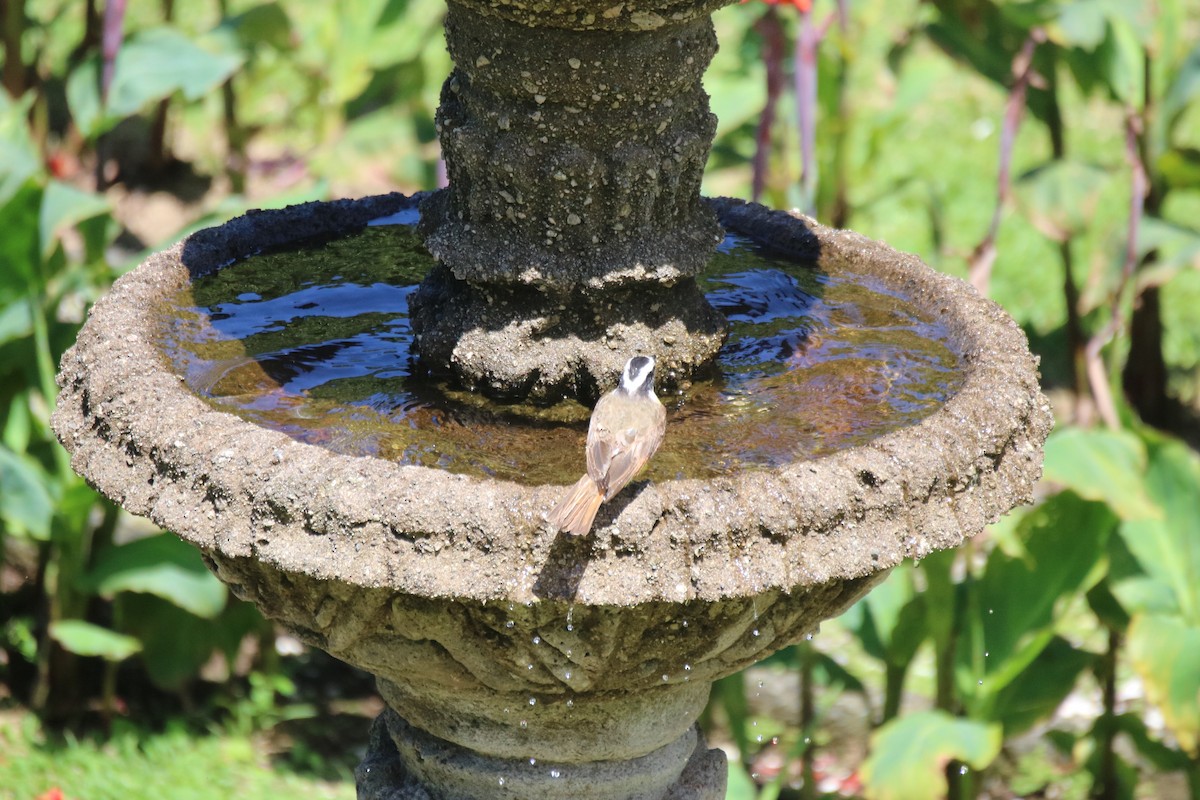 Great Kiskadee - ML638305908