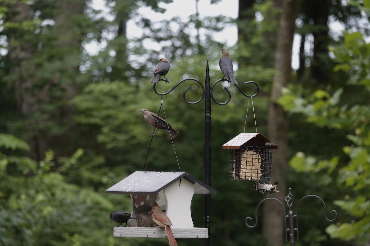 Brown-headed Cowbird - ML638305909