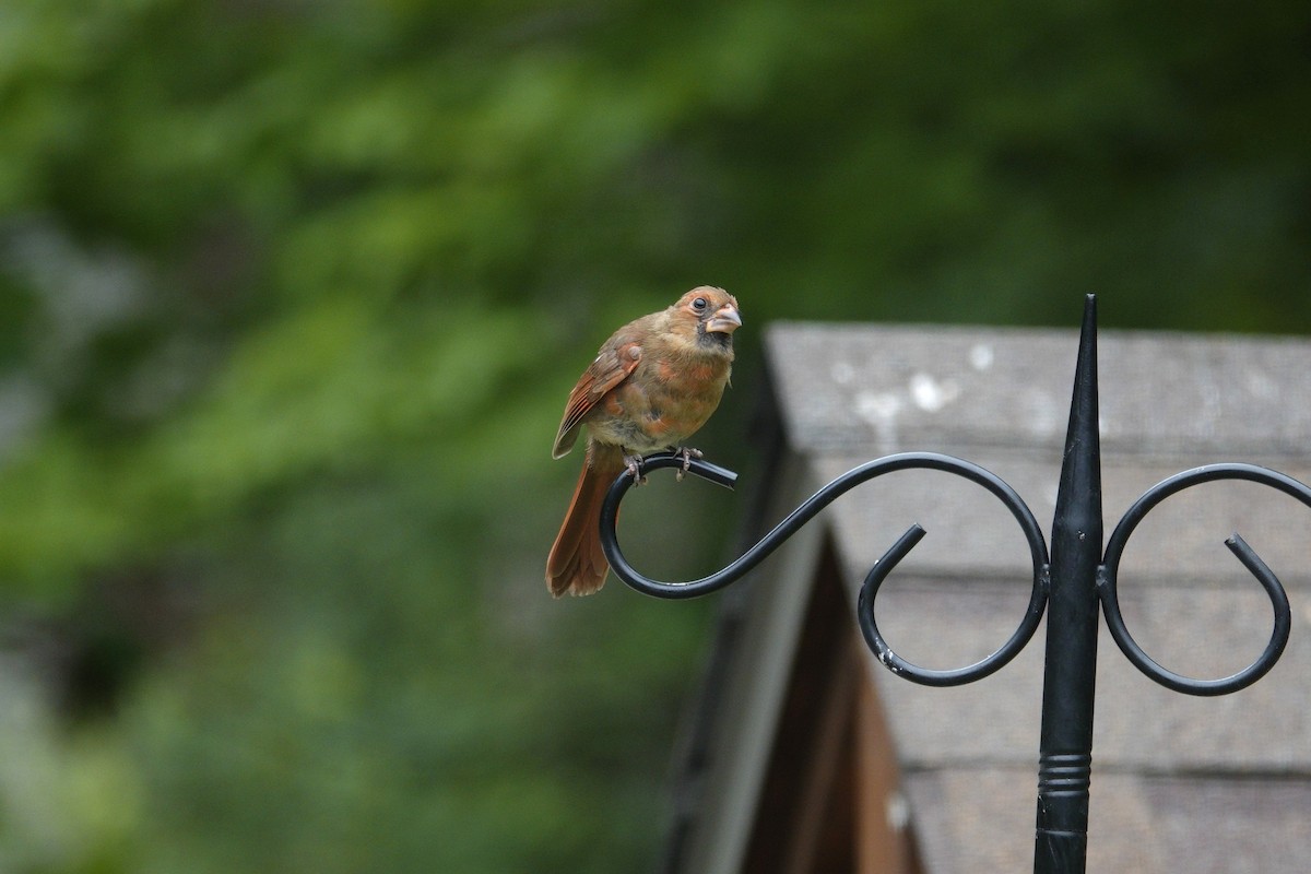 Northern Cardinal - ML638305913