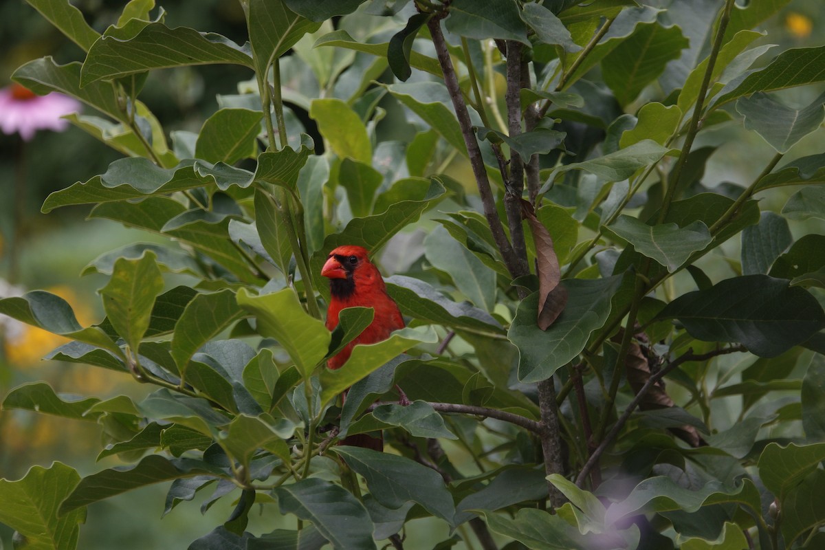 Northern Cardinal - ML638305918