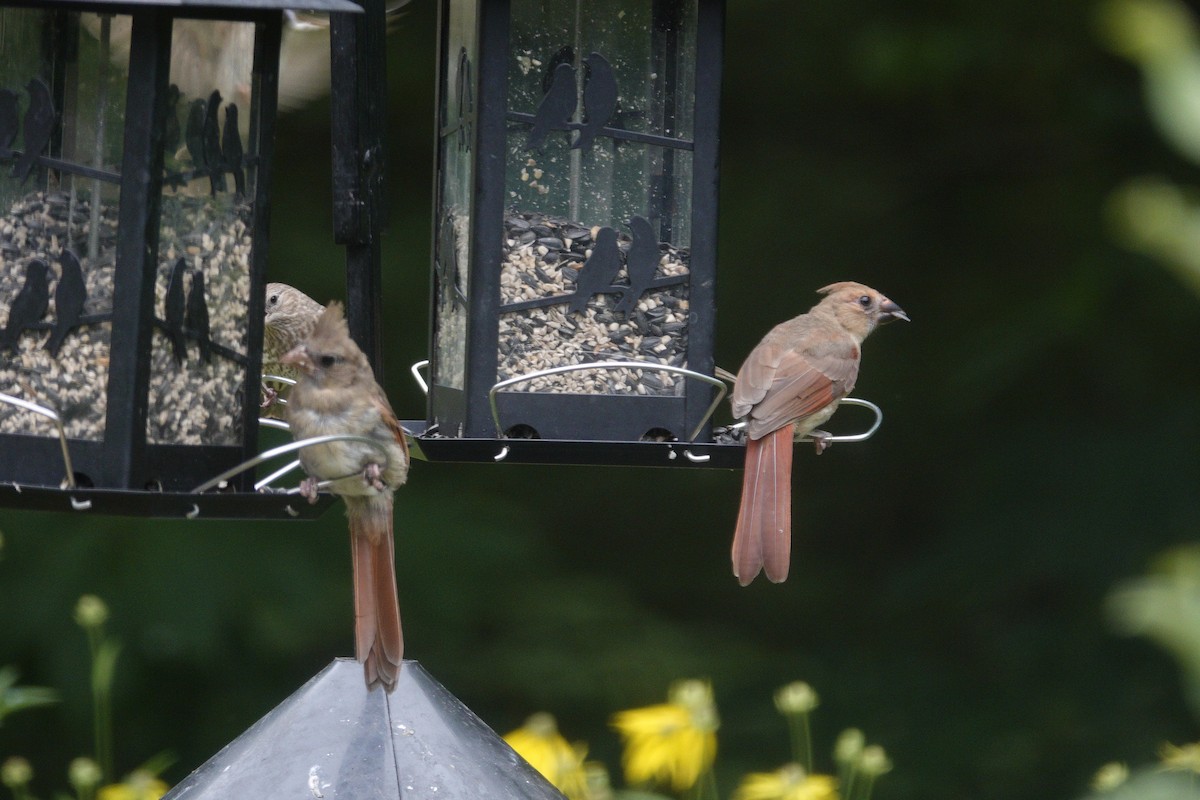 Northern Cardinal - ML638305919