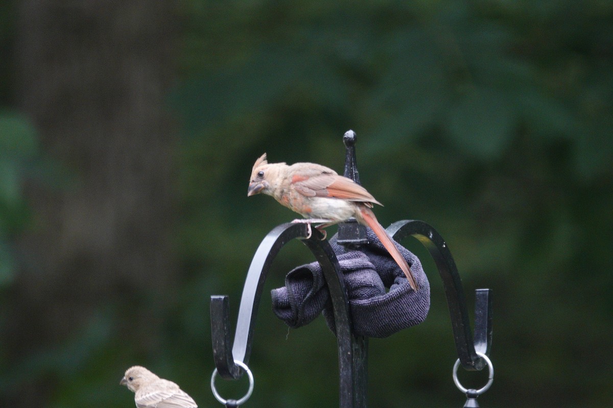 Northern Cardinal - ML638305920