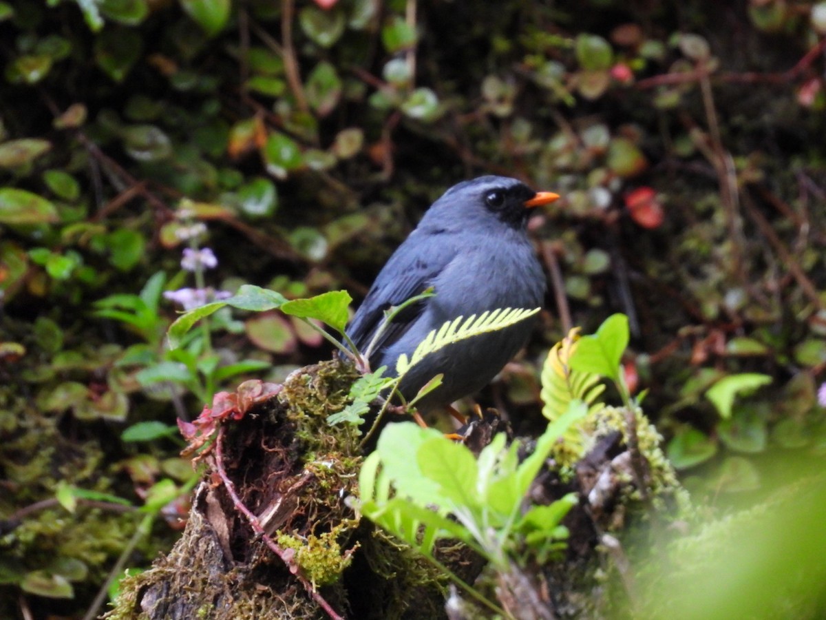 Black-faced Solitaire - ML638305923