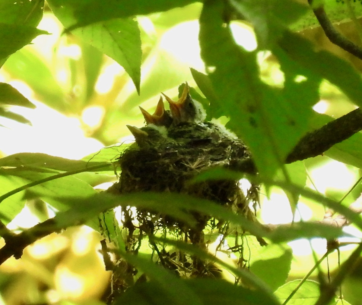Acadian Flycatcher - ML638305925