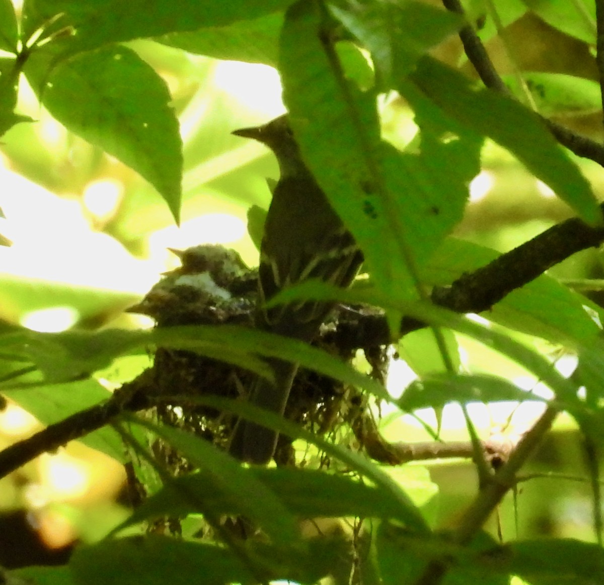 Acadian Flycatcher - ML638305926