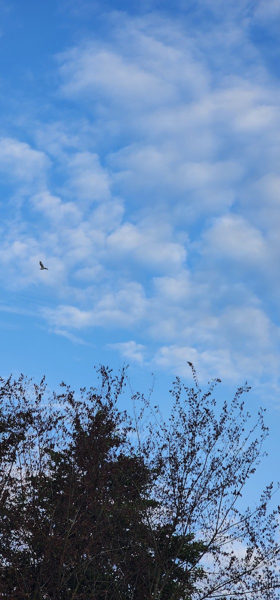 Airone guardabuoi - ML638305929