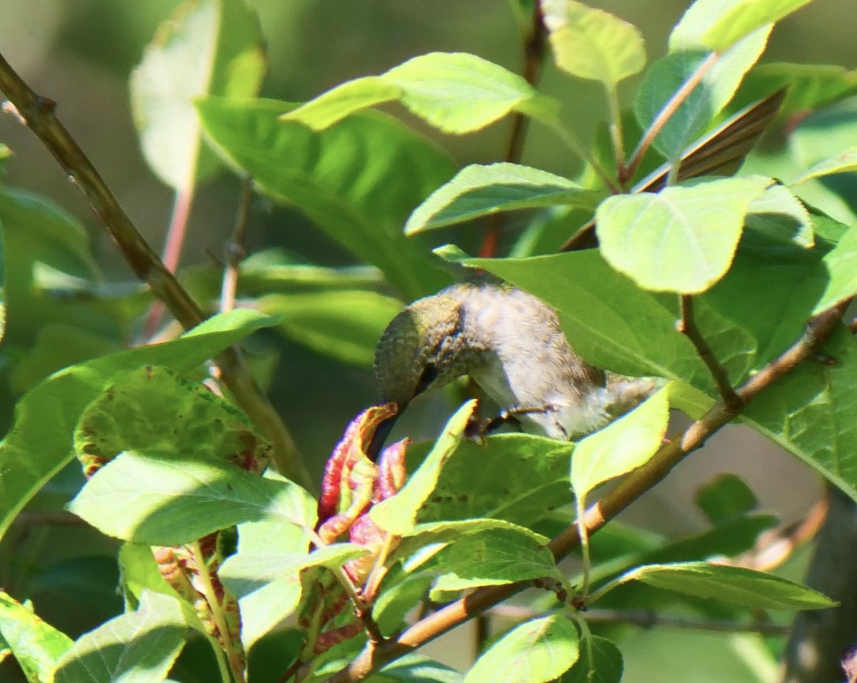 Anna's Hummingbird - ML638305931