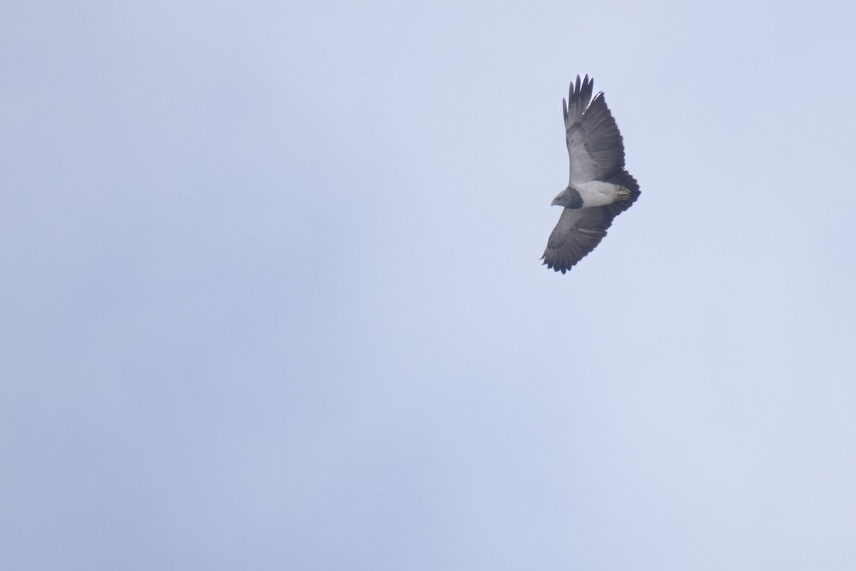 Black-chested Buzzard-Eagle - ML638305933