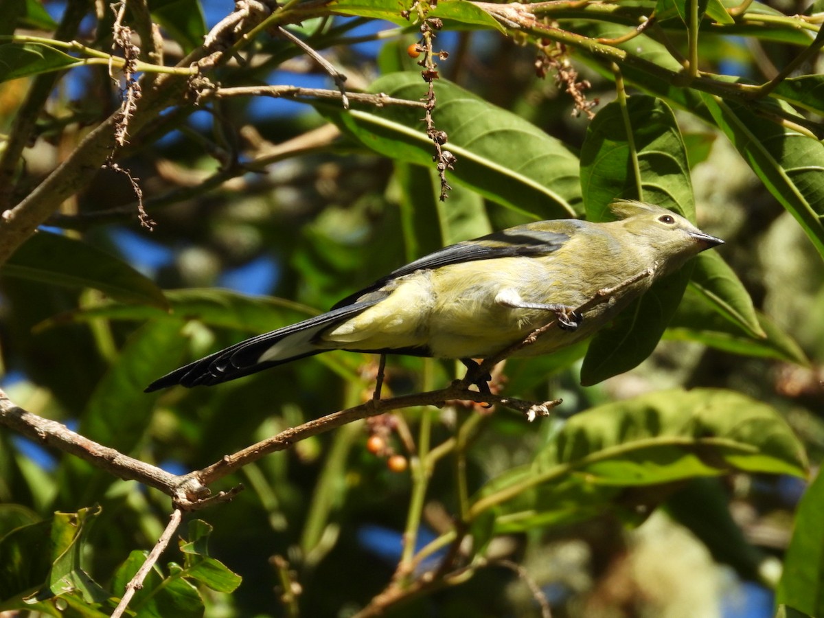 Long-tailed Silky-flycatcher - ML638305935