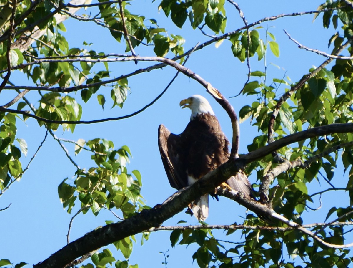 Bald Eagle - ML638305938