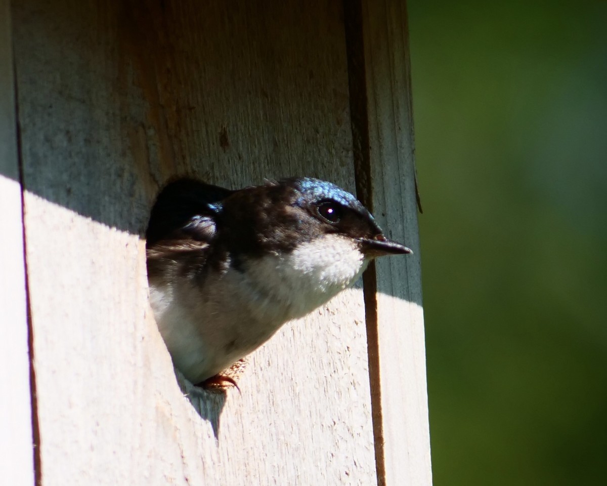 Tree Swallow - ML638305945
