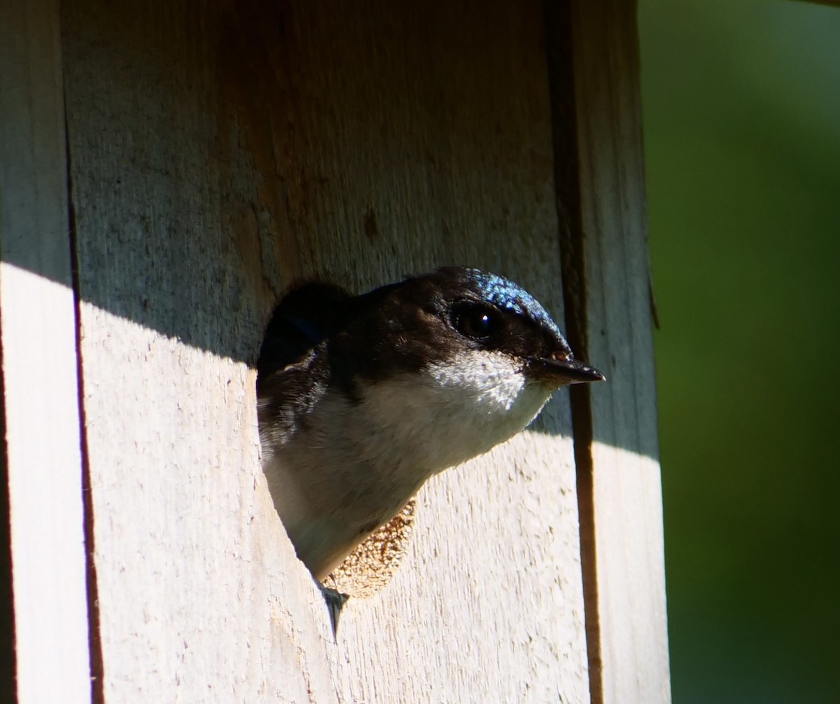 Tree Swallow - ML638305949