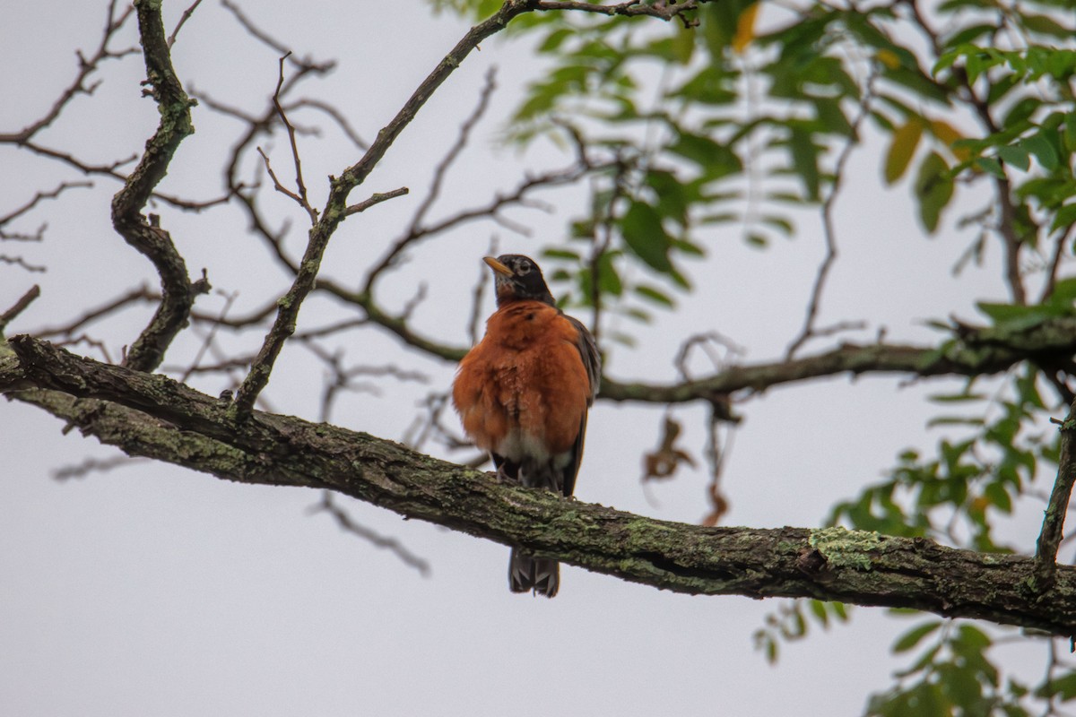 American Robin - ML638305950