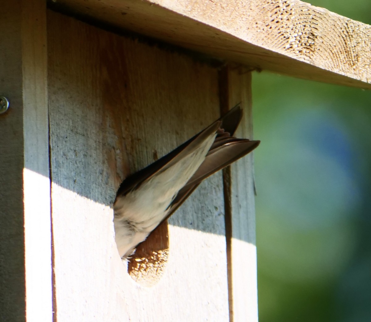 Tree Swallow - ML638305952