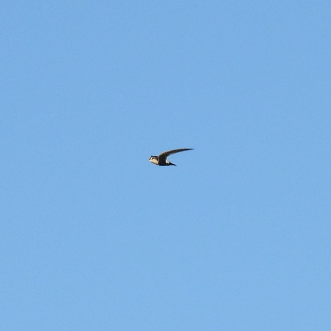White-throated Swift - ML638305953