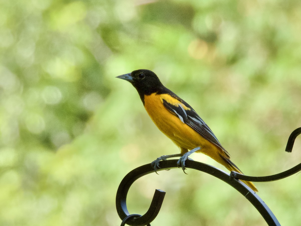 Baltimore Oriole - ML638305959